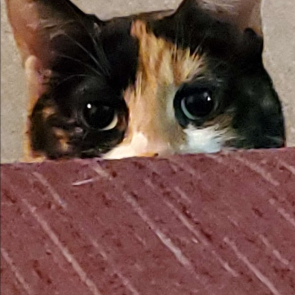 Meet your Posher, Bethany - Picture 3 of 9